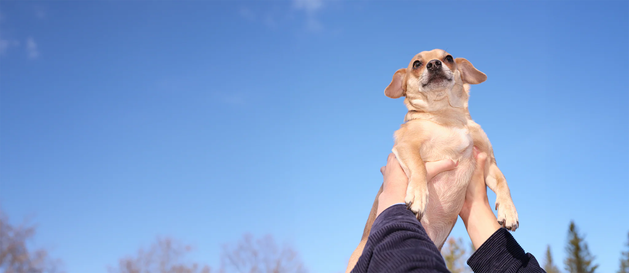 Pet Health, Human Standards