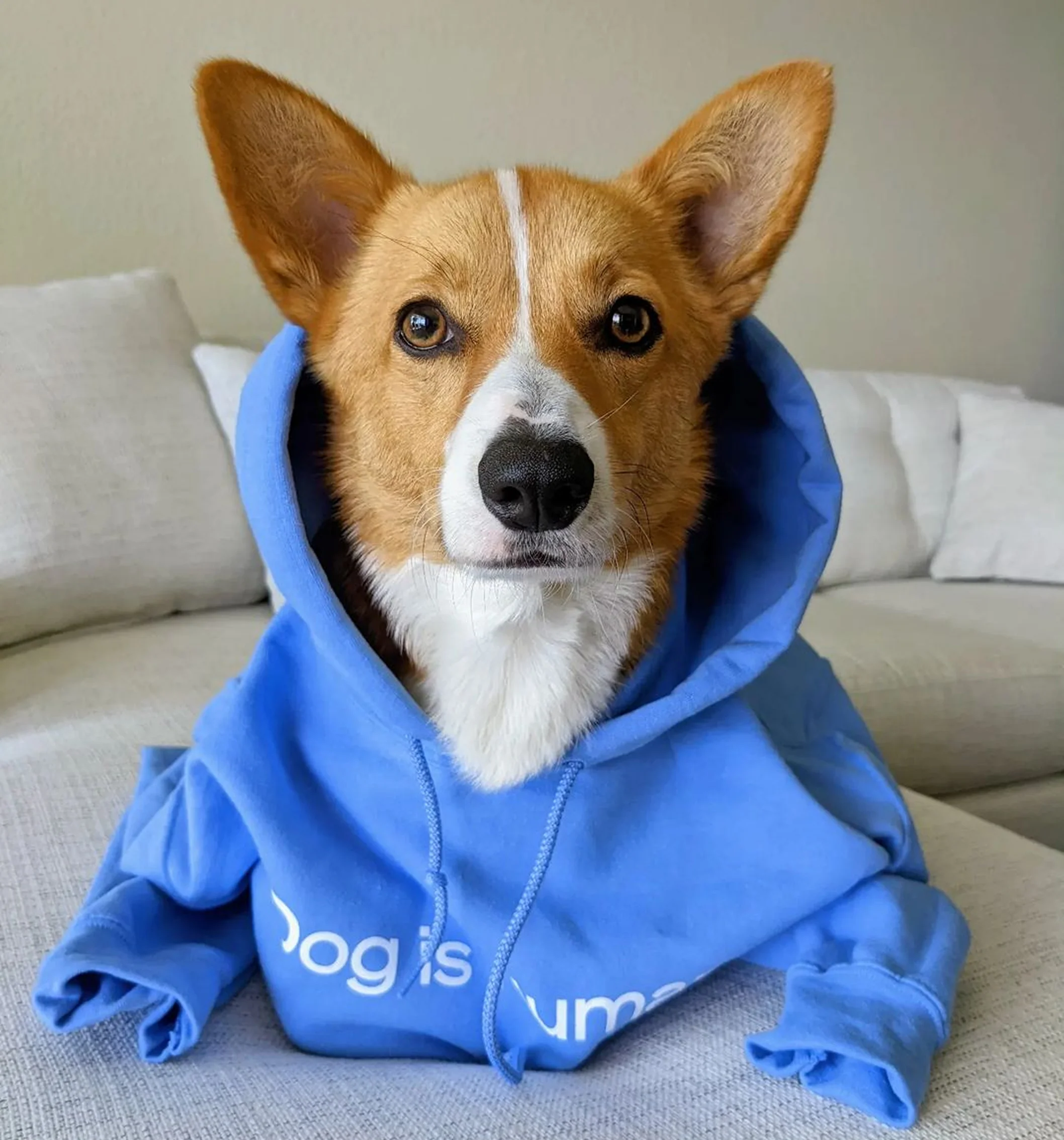 Wishbone Blue Hoodie - Image 3